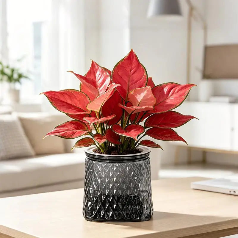 Mini Self-Watering Planter – Transparent PET Pot for Herbs & Succulents