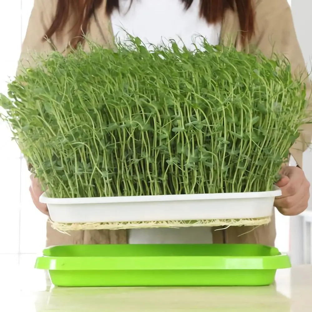 2-Layer Hydroponic Seed Sprouter Tray | Microgreens Grow Kit