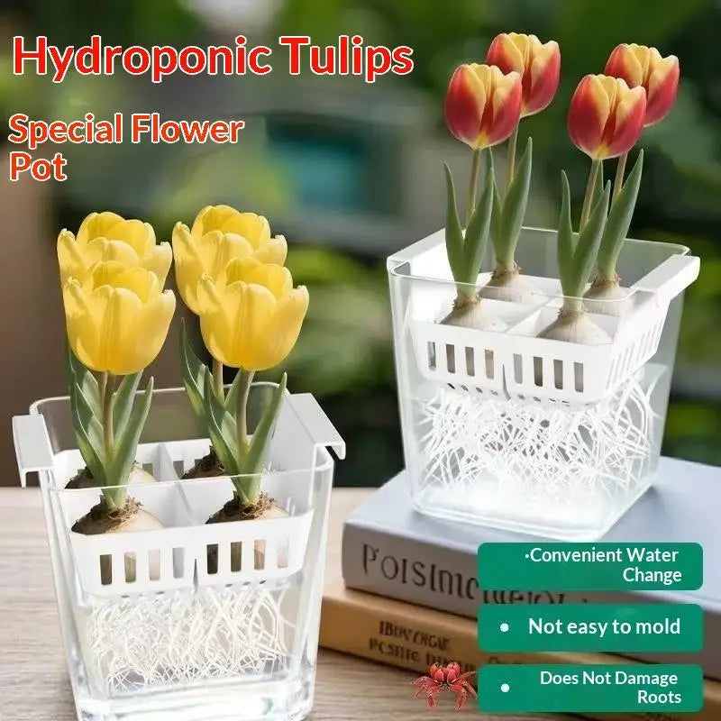 Hydroponic Tulip Flower Pot with 4-Hole Breathable Basket