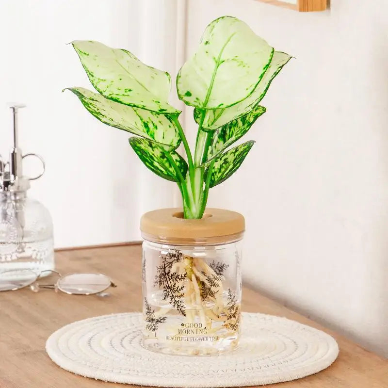 Hydroponic Planter Clear Plastic Fern Pattern Wood Lid | Desktop Hydroponic Planter Nixie