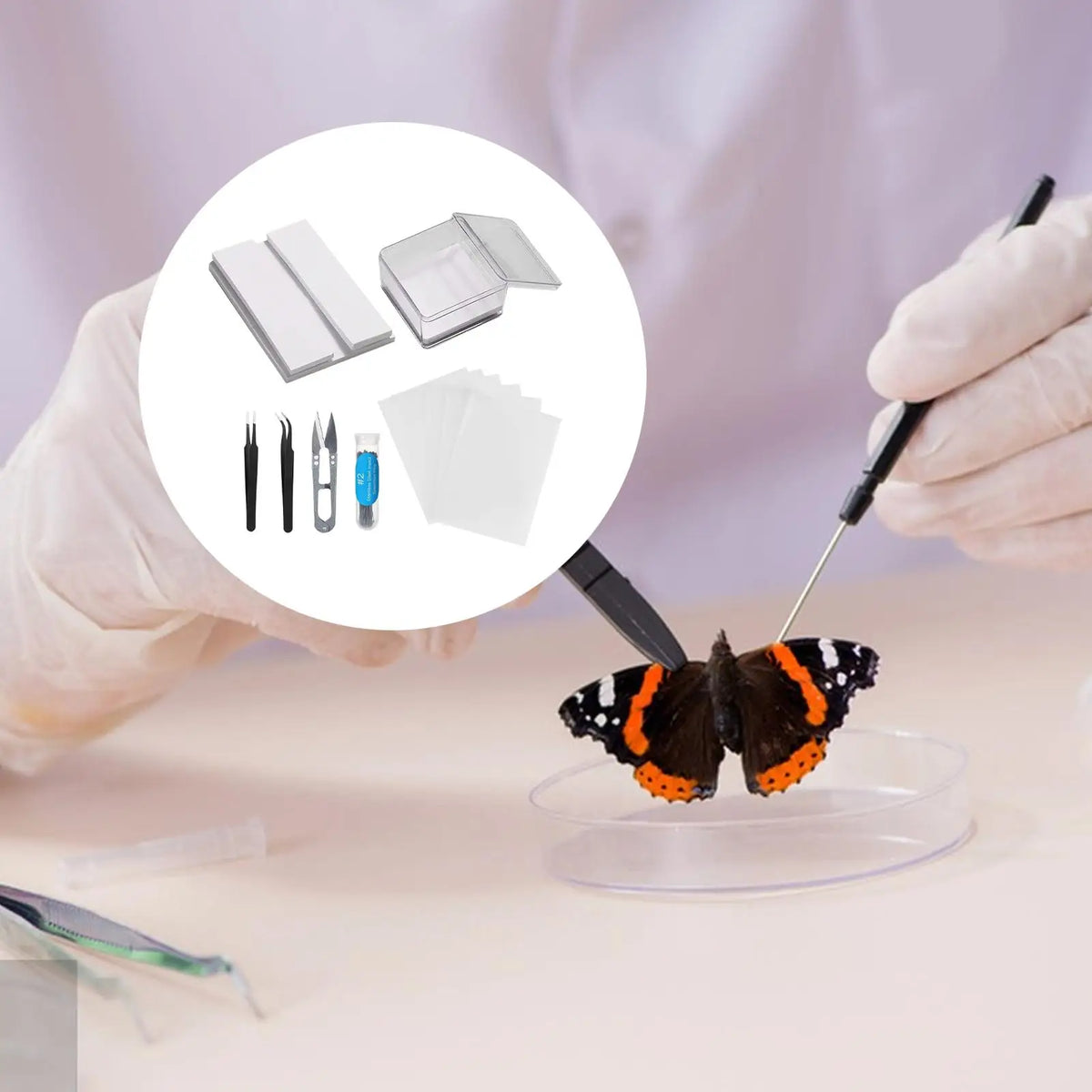 Butterfly Specimen Making Kit – Insect Pin Wing Board DIY Tool