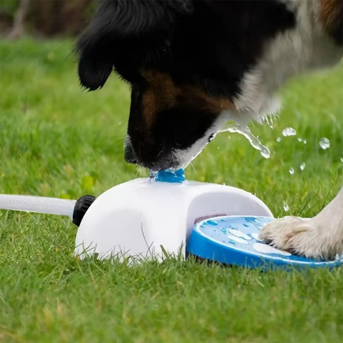 Paw-Activated Outdoor Dog Water Dispenser & Sprinkler Toy Dog Water Fountain Nixie
