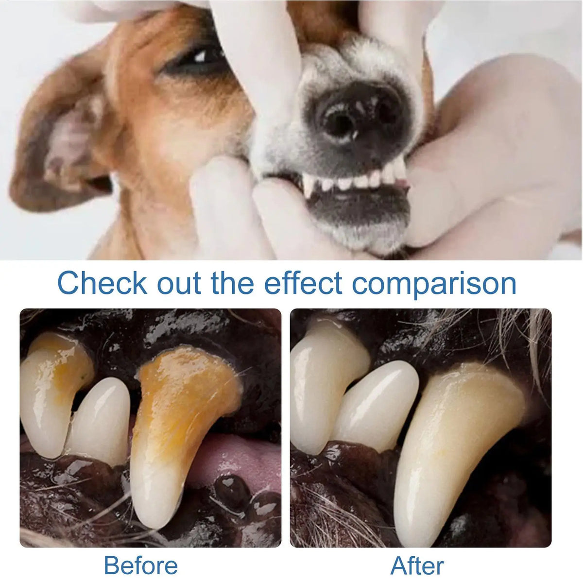 Pet Dental Foam Spray – Tartar & Bad Breath Remover for Dogs & Cats Pet Dental Spray Nixie