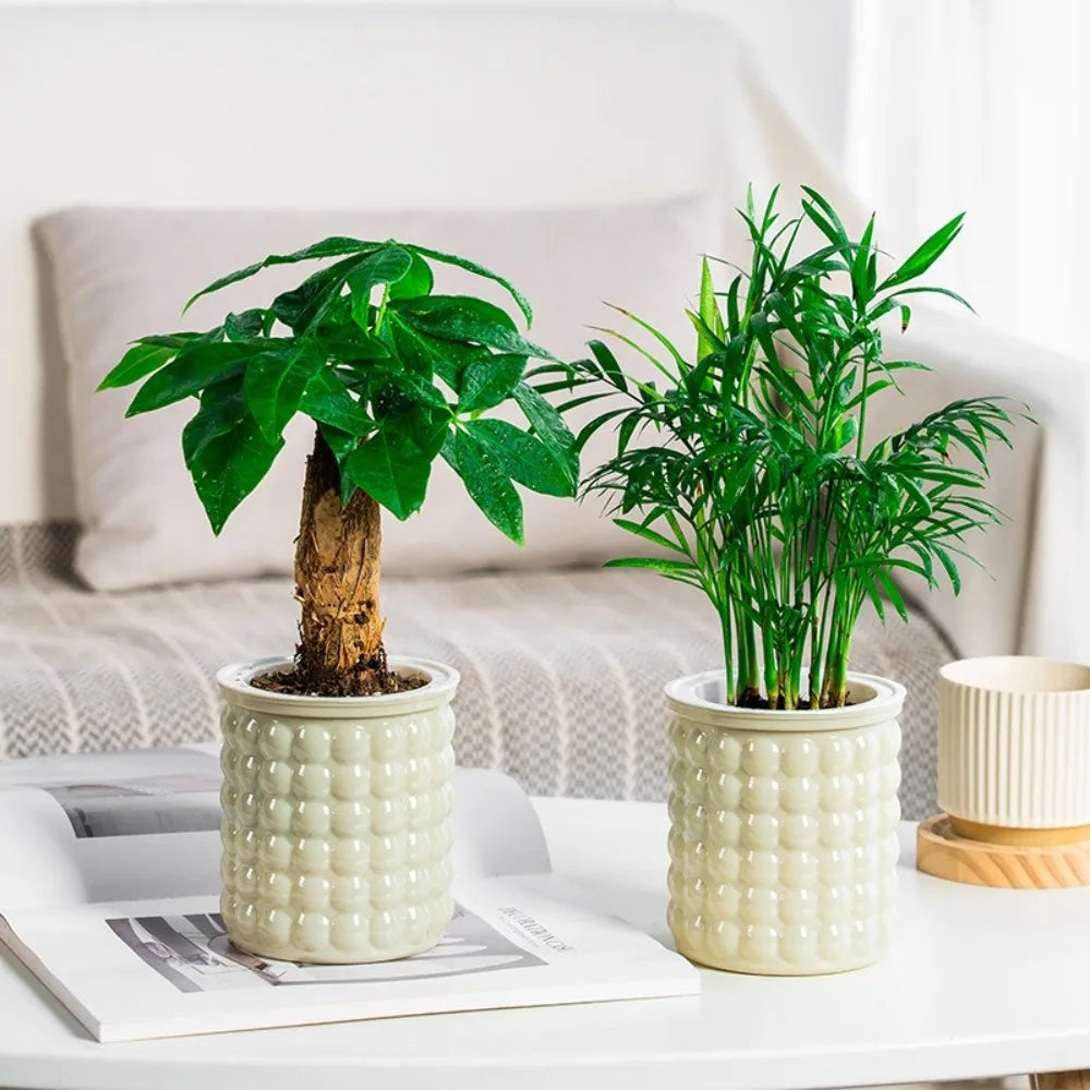 Self-Watering Hydroponic Planter | Mini Succulent Tabletop Pot
