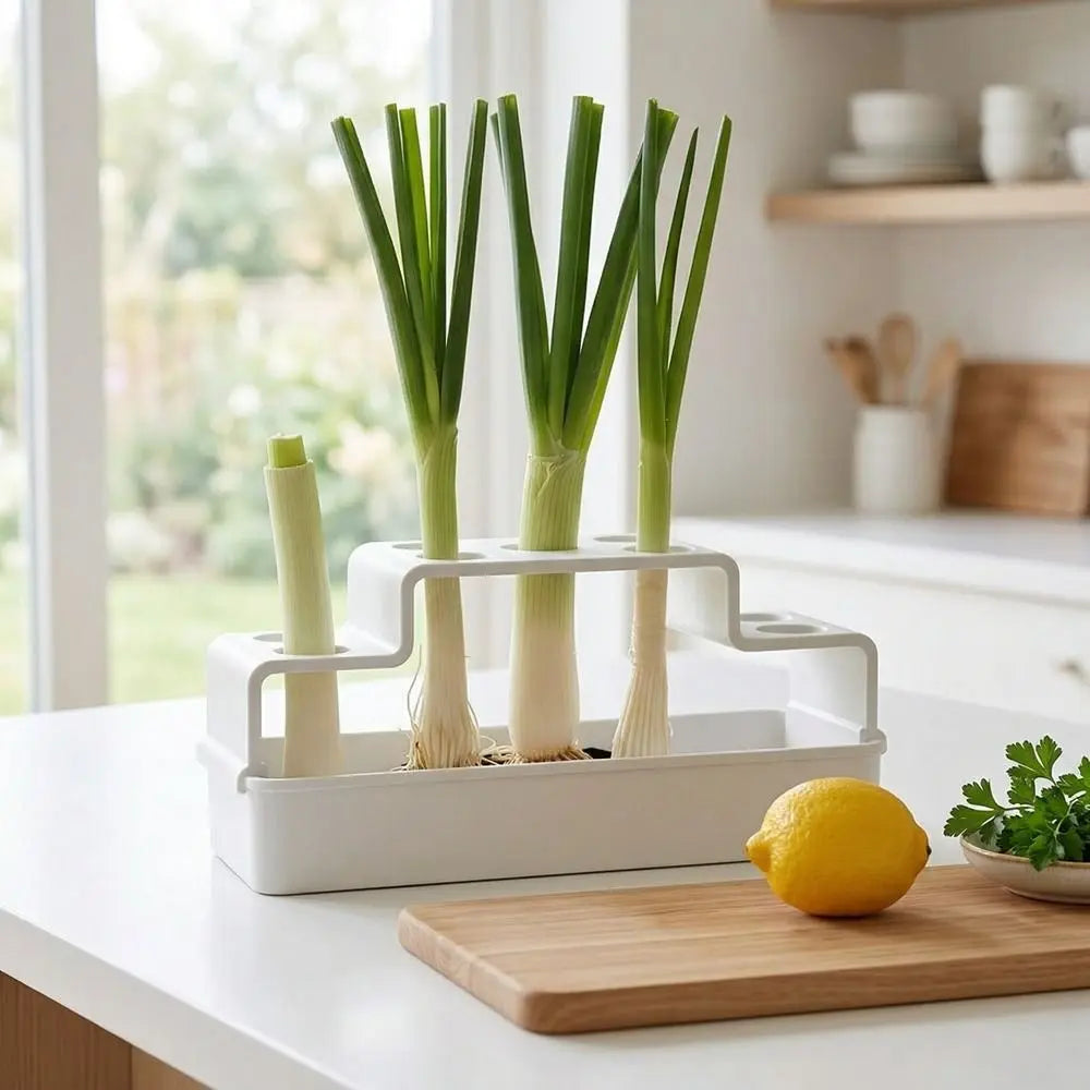 Hydroponic Vegetable Box – Soil-Free Herb Regrowth Planter Hydroponic Herb Planter Nixie