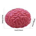 Brain Squeeze Ball Squishy Fidget Toy for Kids & Adults