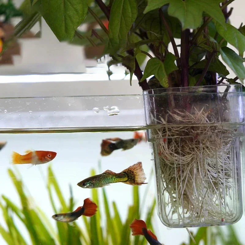 Hydroponic Growth Cup Wall-Mounted Clear Fish Tank Planter