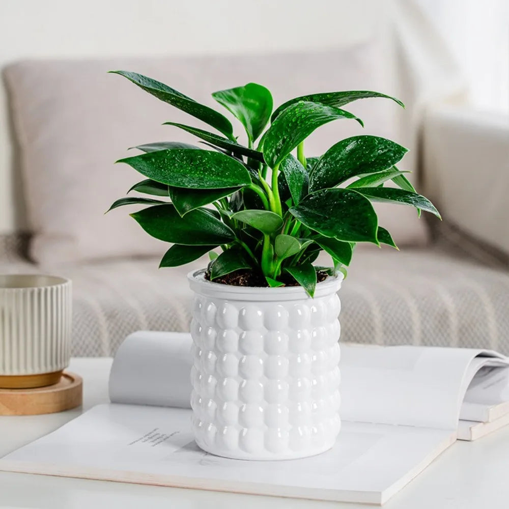 Self-Watering Hydroponic Planter | Mini Succulent Tabletop Pot