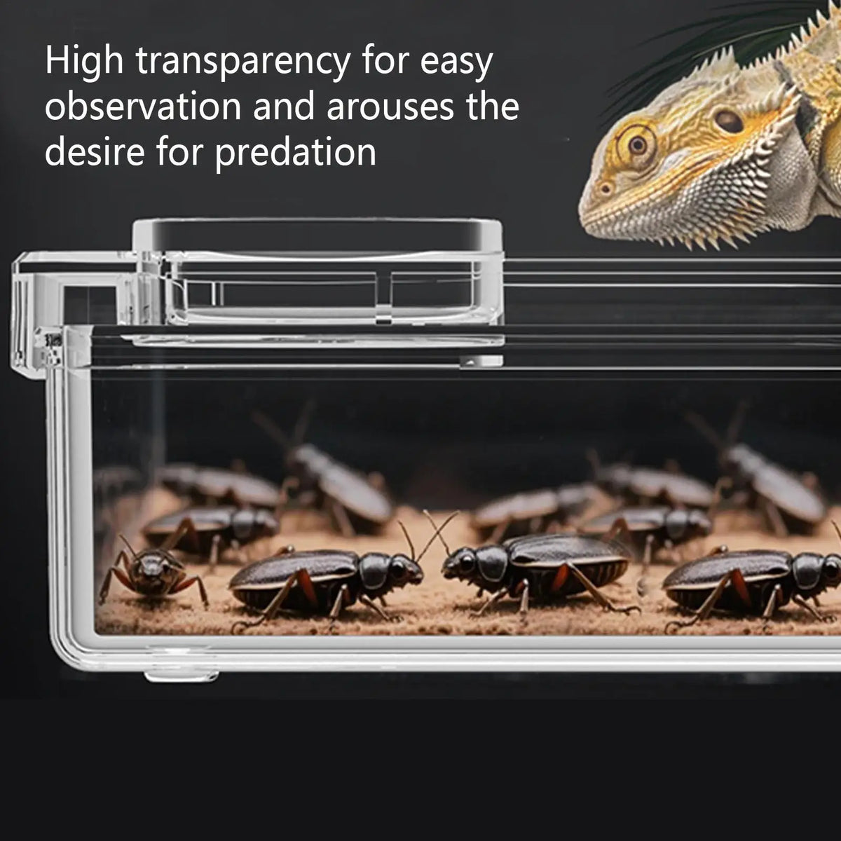 Reptile Escape-Proof Feeding Dish Bowl for Lizards & Iguanas