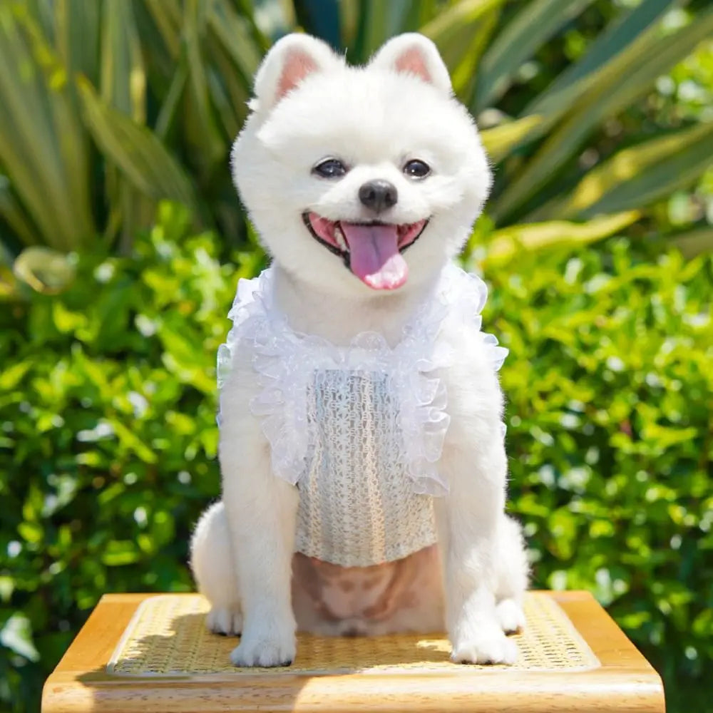 Cute Lace Bow Pet Dress Vest – Cat & Dog Princess Shirt Pet Dress Vest Nixie