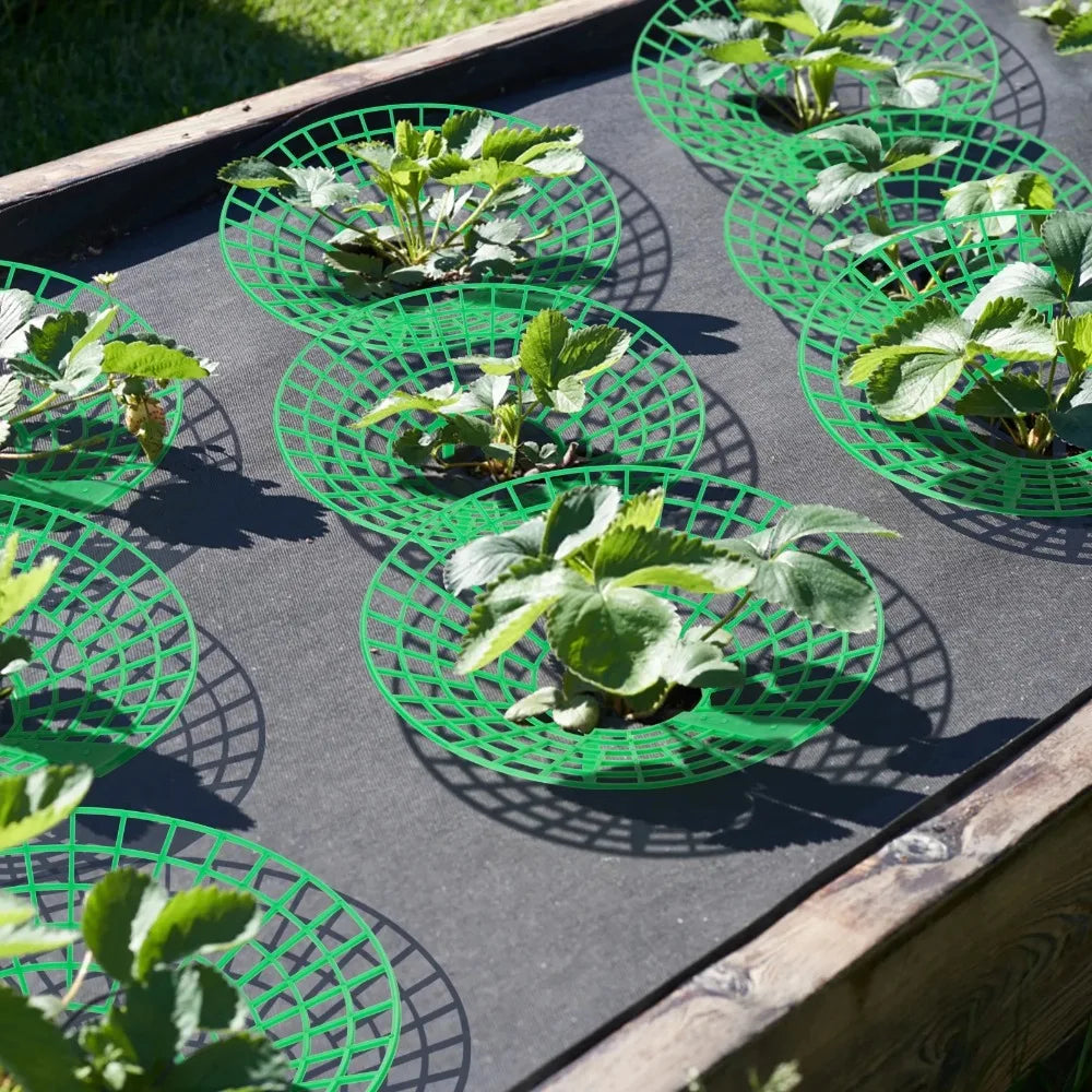Strawberry Plant Supports 3-Leg Growing Racks – 5, 10 or 20 Pcs