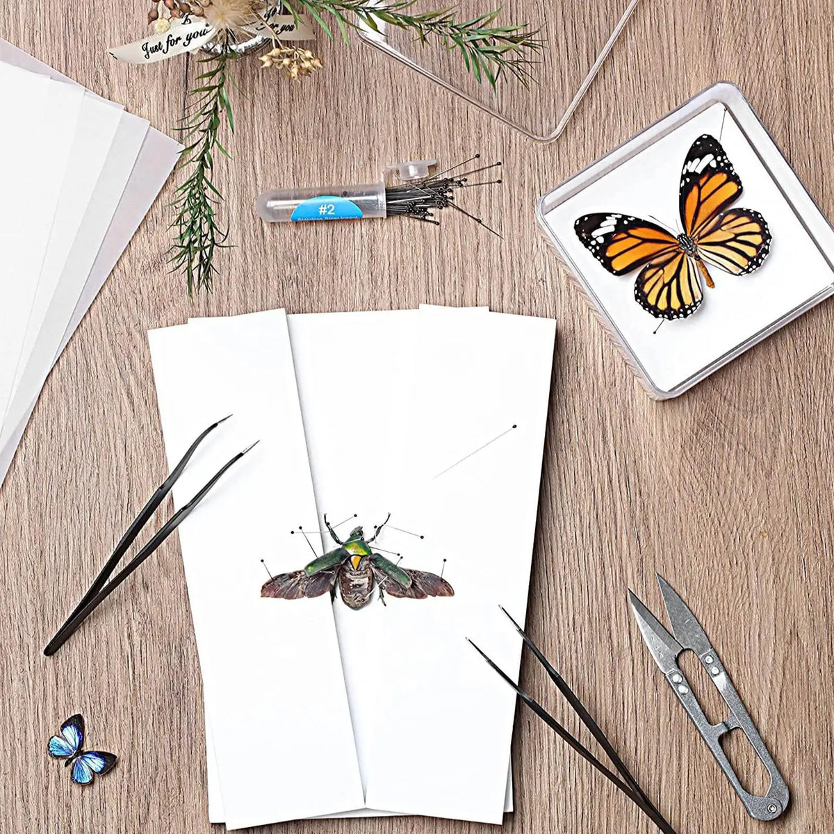 Butterfly Specimen Making Kit – Insect Pin Wing Board DIY Tool