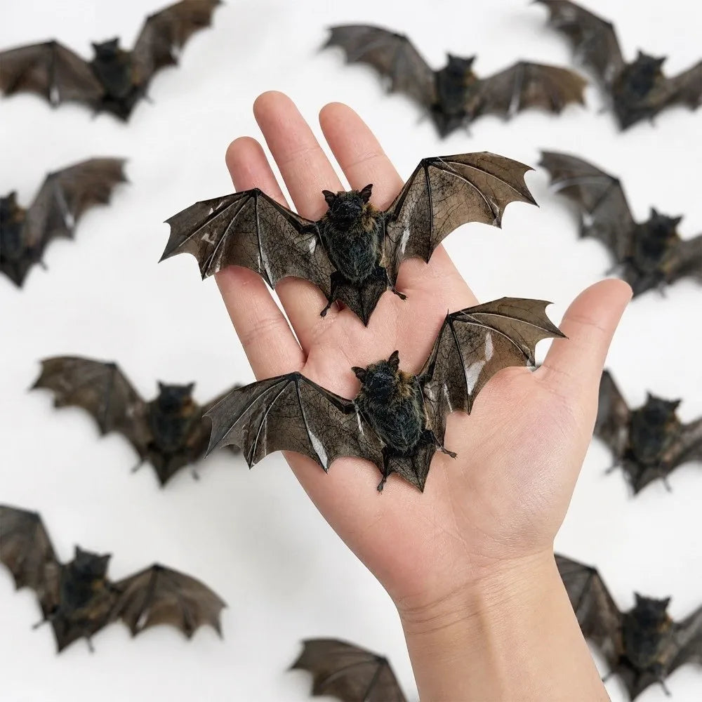 12Pcs 3D Bat Wall Stickers – Reusable Waterproof PVC Decals Wall Sticker Decals Nixie