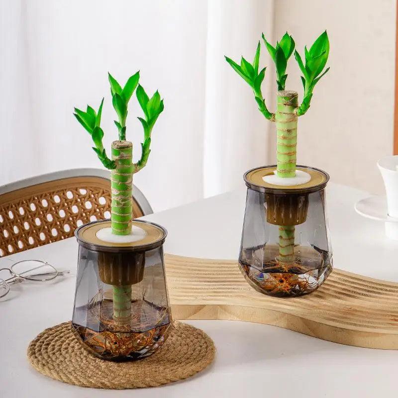 Mini Self-Watering Planter Pot – Transparent Plastic Vase Décor Self-Watering Planter Nixie