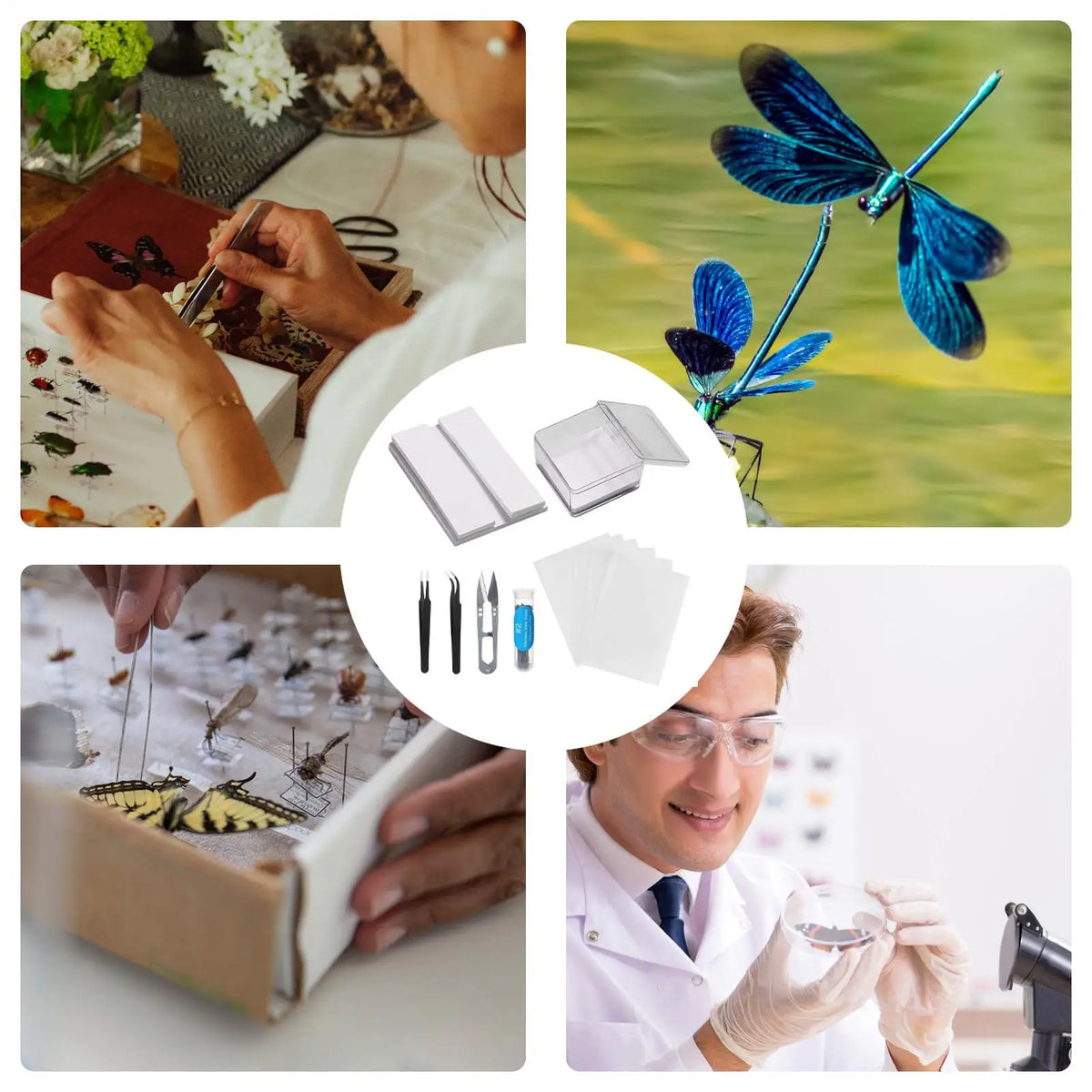 Butterfly Specimen Making Kit – Insect Pin Wing Board DIY Tool