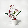 Artificial Orchid Potted Plant – 5 Blooms, Pink & White, 24cm