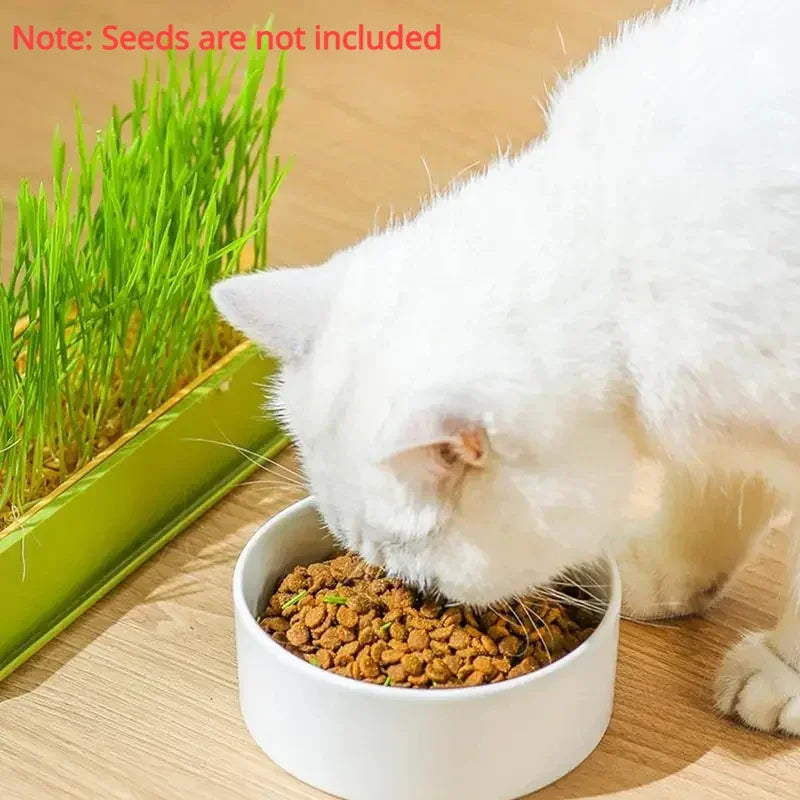 Cat Grass Growing Kit Hydroponic Tray – 4 Styles | Soilless