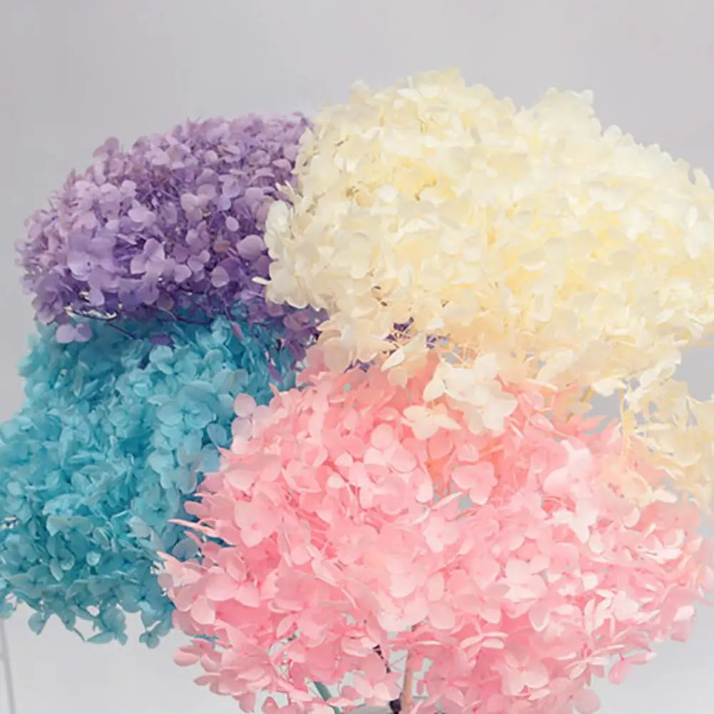 20g Dried Hydrangea Flowers – Resin, Jewelry & DIY Crafts Dried Craft Flowers Nixie