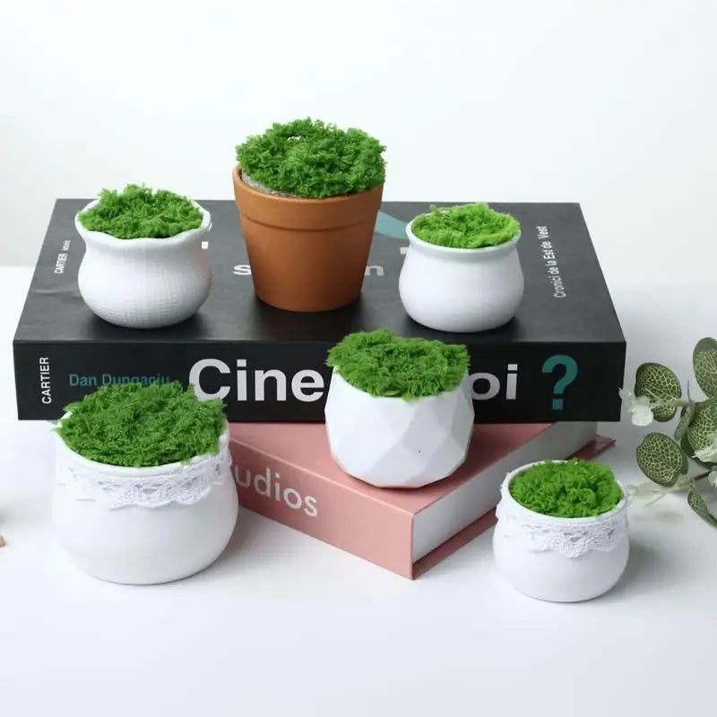 5-Pack Mini Plastic Flower Pots Bonsai Planter Set | Home Decor