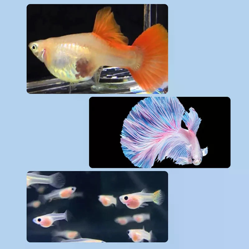 Floating Fish Breeding Isolation Box – Aquarium Hatchery
