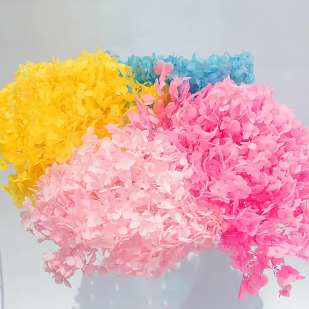 20g Dried Hydrangea Flowers – Resin, Jewelry & DIY Crafts Dried Craft Flowers Nixie
