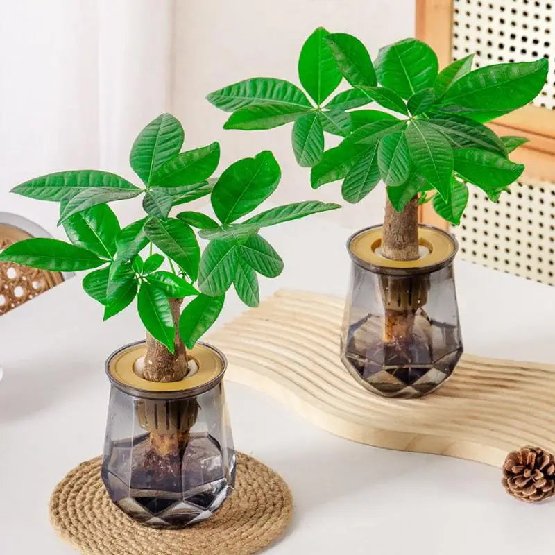 Mini Self-Watering Planter Pot – Transparent Plastic Vase Décor Self-Watering Planter Nixie