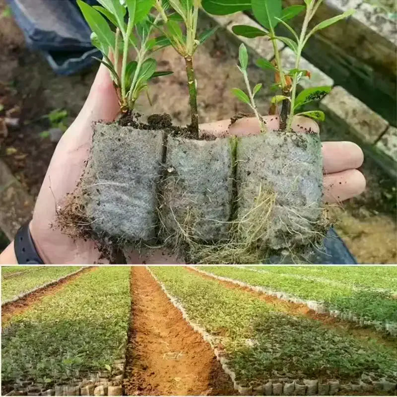 100-Pack Biodegradable Non-Woven Seed Nursery Bags | Eco Grow Seed Nursery Bags Nixie