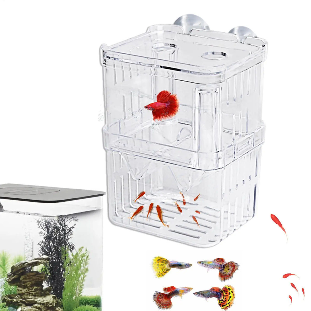 Acrylic Fish Breeding Isolation Box – Betta & Tropical Fish