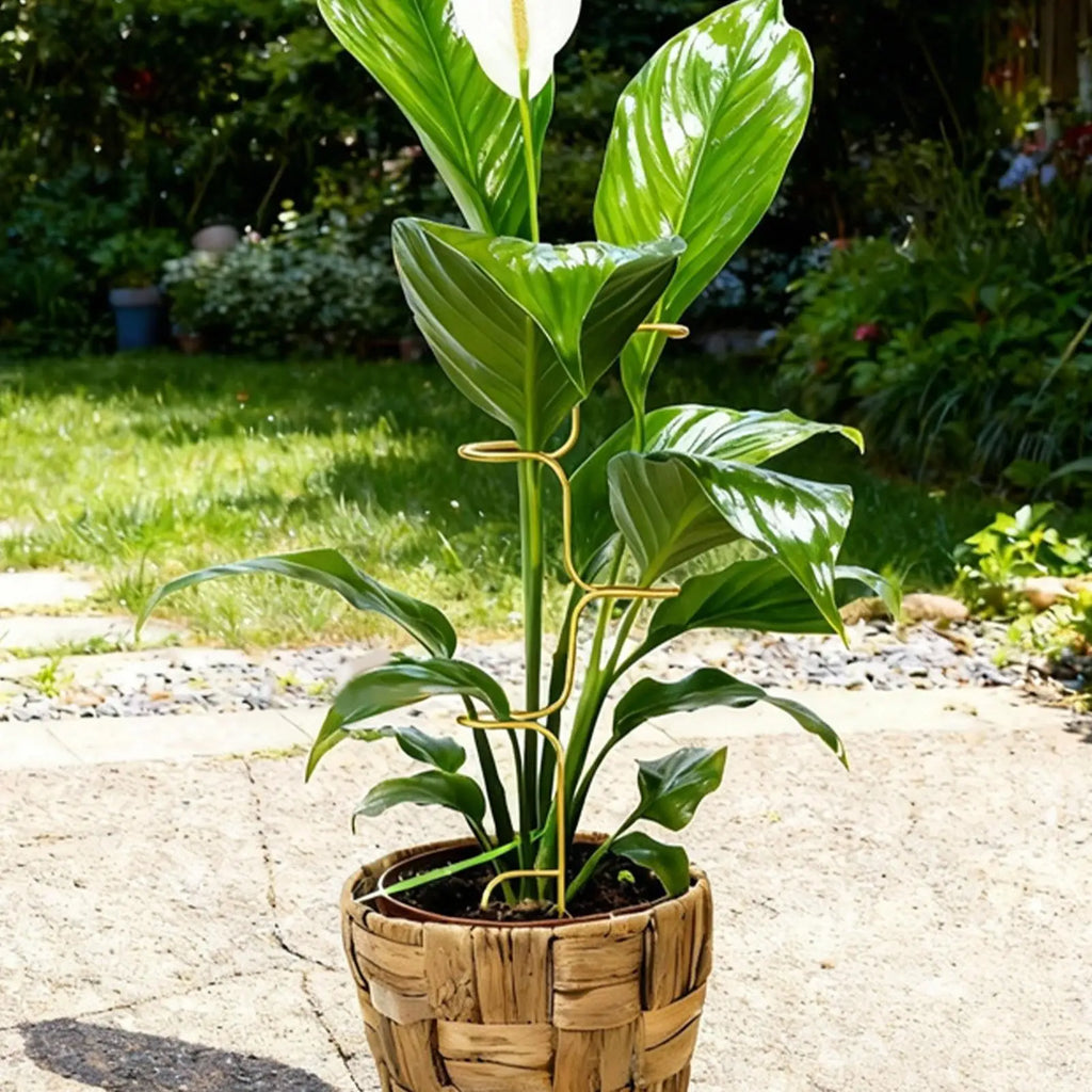 Metal Monstera Plant Stakes – Indoor & Outdoor Stem Support Plant Support Stakes Nixie