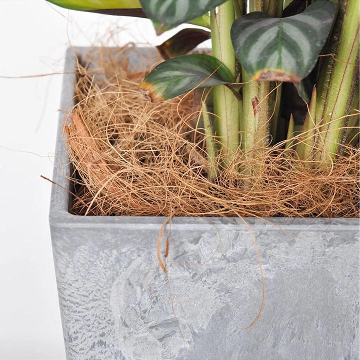 100g Coconut Coir Fiber Mulch – Plant Pot & Pet Bedding Coir Fiber Mulch Nixie Default Title