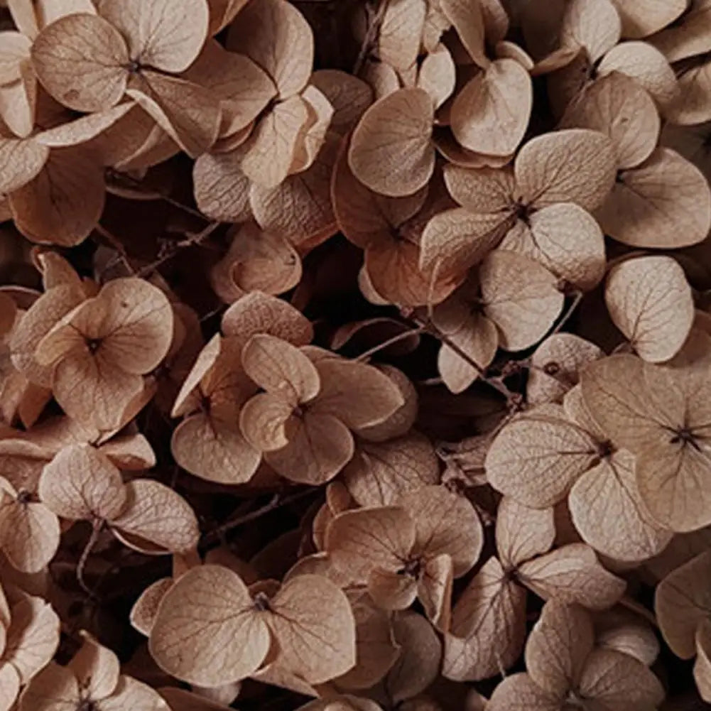 20g Dried Hydrangea Flowers – Resin, Jewelry & DIY Crafts Dried Craft Flowers Nixie