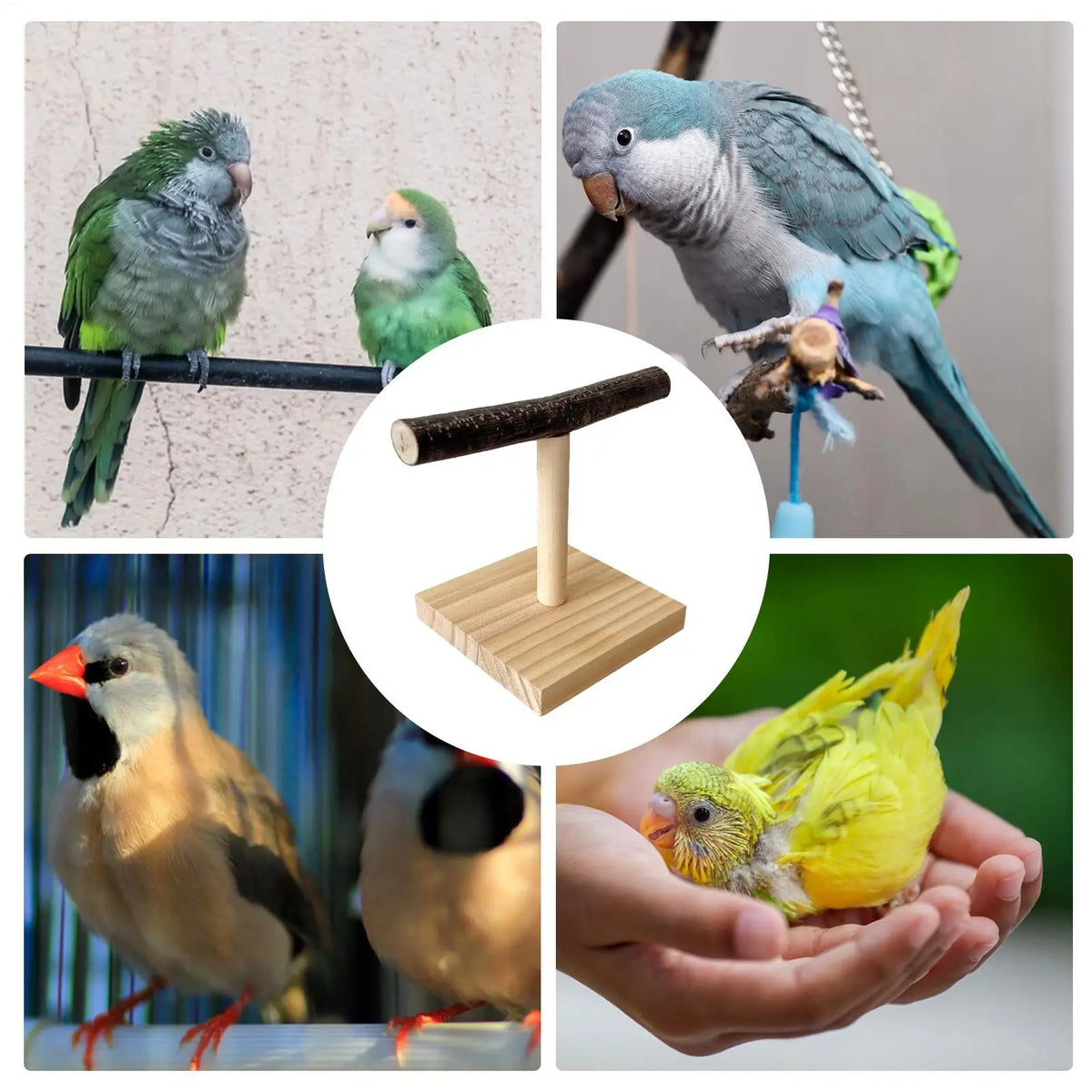 Natural Wood T-Shape Parrot Perch Stand | Desktop Bird Station Bird Perch Stand Nixie