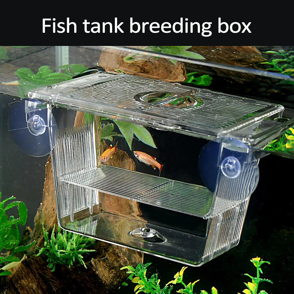 Acrylic Fish Breeding Isolation Box – Betta & Tropical Fish