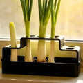 Hydroponic Vegetable Box – Soil-Free Herb Regrowth Planter Hydroponic Herb Planter Nixie black