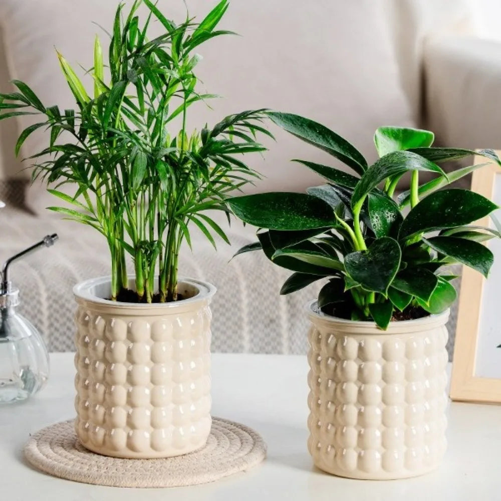 Self-Watering Hydroponic Planter | Mini Succulent Tabletop Pot