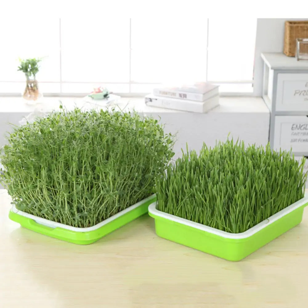 2-Layer Hydroponic Seed Sprouter Tray | Microgreens Grow Kit