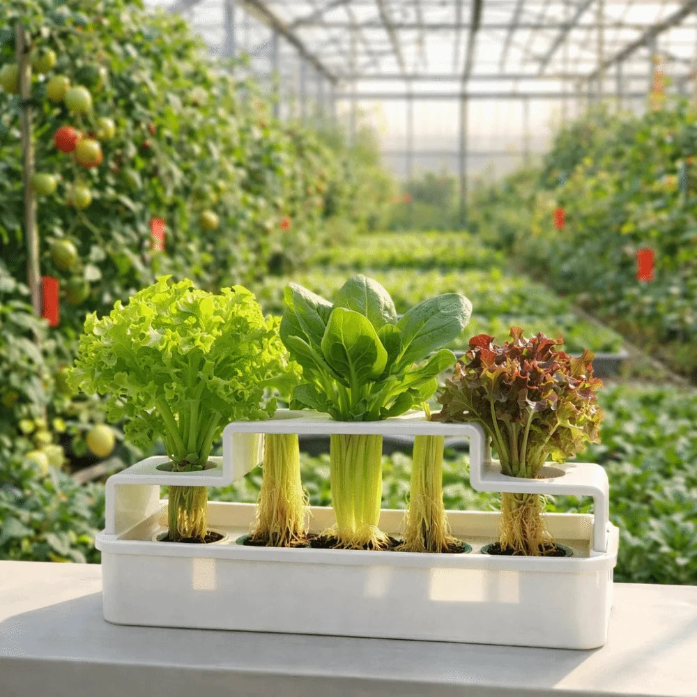 Hydroponic Vegetable Box – Soil-Free Herb Regrowth Planter Hydroponic Herb Planter Nixie