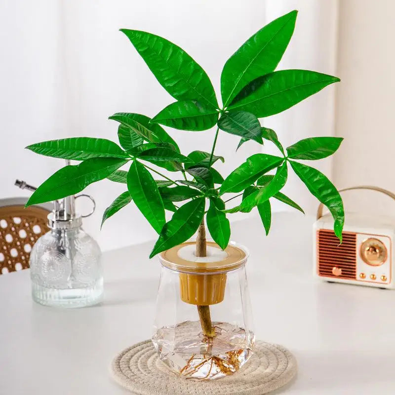 Mini Self-Watering Planter Pot – Transparent Plastic Vase Décor Self-Watering Planter Nixie