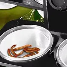 Reptile Feeding Bowl & Water Dish – Snake, Gecko Terrarium